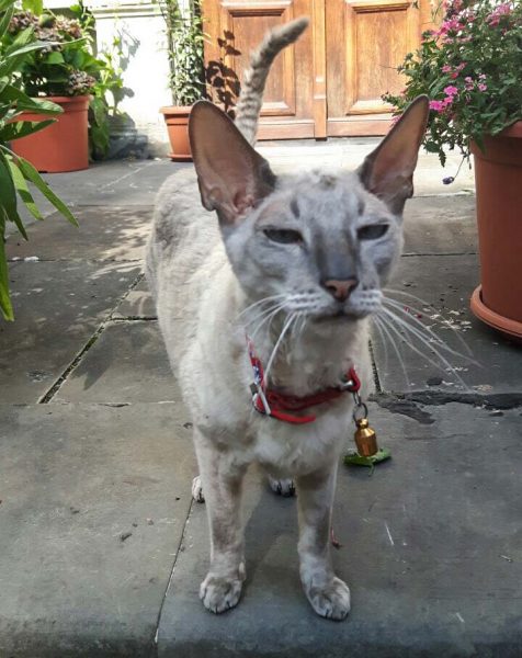 Kot Kot